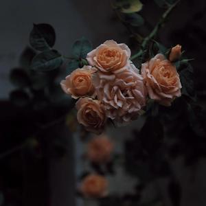 荒唐的山区TXT小说下载
